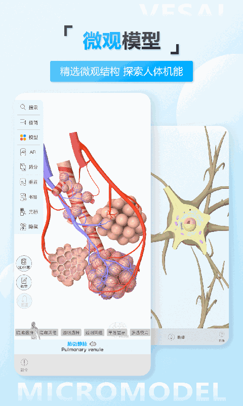 維薩里3D解剖教學(xué)